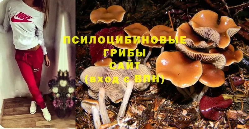 Псилоцибиновые грибы MAGIC MUSHROOMS Калач